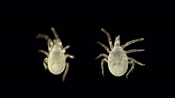 Acari, a Saprophage Mite, Under a Microscope