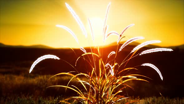 Wild Flowers on Hills at Sunset