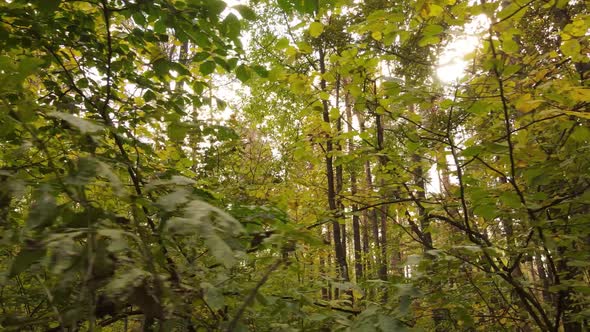 Trees in the Forest on an Autumn Day