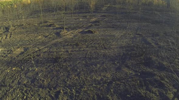 Entering Pine and Poplar Tree Forest Burnt Area Aerial View