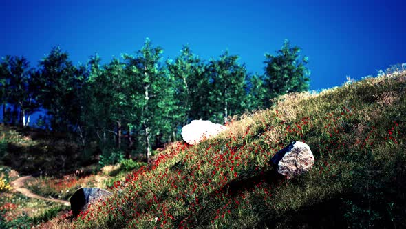 Beautiful View of Idyllic Alpine Mountain Scenery with Blooming Meadows