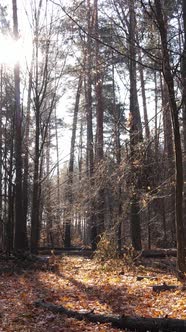 Vertical Video of an Autumn Forest During the Day