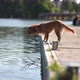 Slowmotion Wet Toller Dog Playing at the Dock  HDR 10Bit - VideoHive Item for Sale
