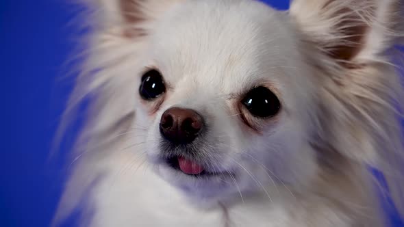 Portrait of a Funny White Chihuahua in the Studio on a Blue Background