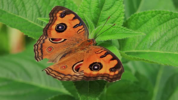 Butterfly Sitting On A Flower