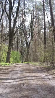 Vertical Video of a Road in the Forest Slow Motion