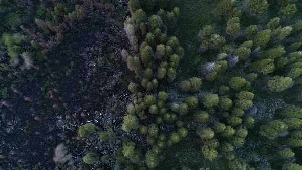 Rising aerial view of forest at the edge of where a wildfire was extinguished
