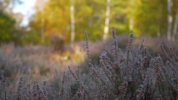 close-up shot of frozen heather that are glimmering by icy crystals in the morning sun.