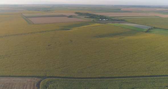 Agricultural lands with sunflower