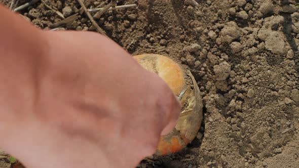 Farmer Picks Ripe Onions From the Ground