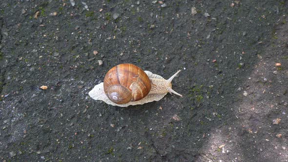 Big Snail Crawling on the Sidewalk