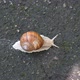 Big Snail Crawling on the Sidewalk - VideoHive Item for Sale