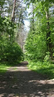 Vertical Video of a Forest with Trees