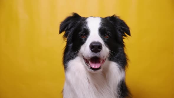 Funny Portrait of Cute Puppy Dog Border Collie Barking Isolated on Yellow Colorful Background