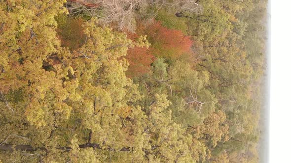 Vertical Video Autumn Forest with Trees in Ukraine Slow Motion