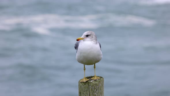 Close up shot of a seagull in front of the ocean