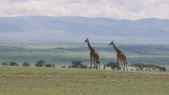 Big giraffe walking on the plains of Ngorongoro Tanzania