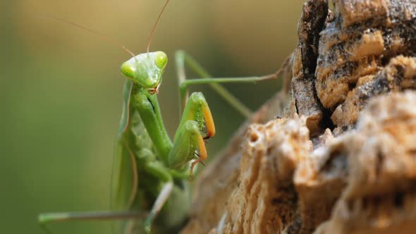 The Insect Green Mantis Sits on Tree Trunk
