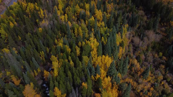 Viewing golden aspens in the fall then revealing Colorado Rocky Mountains, Aerial