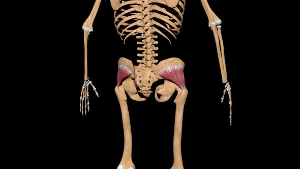 Gluteus Minimus Muscles On Skeleton