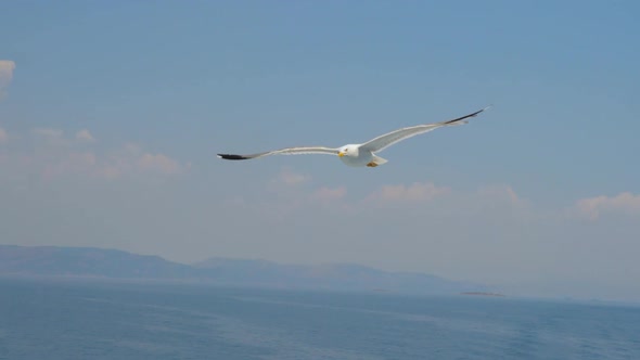 Seagull in Clear Blue Sky. Bird in the Sky. Wild Bird Flying High. Travel Concept. Freedom Idea