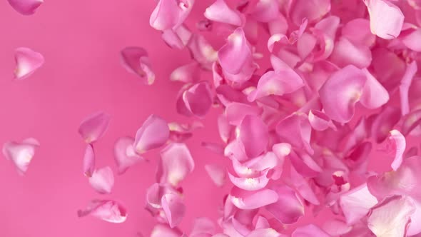 Super Slow Motion Shot of Flying Pink Rose Petals Towards Camera on Pink Background at 1000 Fps