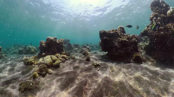 Coral Reef and Tropical Fish