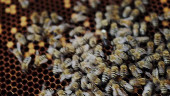 Honeycombs and many working bees. Production of natural honey. Honey bees. Apiculture.