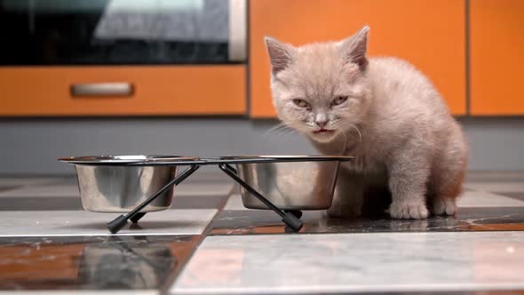 Scottish Straight Kitten Eats Food From a Bowl in a Large Flat in Slow Mo