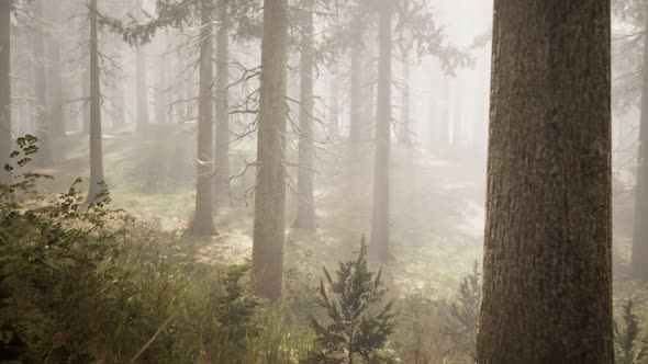 Sunbeams in Natural Spruce Forest