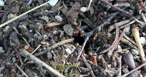 Many forest ants work to build an ant hill. Close-up.