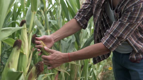 Agronomist Inspects Young Corn on the Field