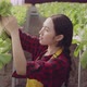 asian small business owner greenhouse hydroponic farm business owner hand hold fresh vegetable - VideoHive Item for Sale