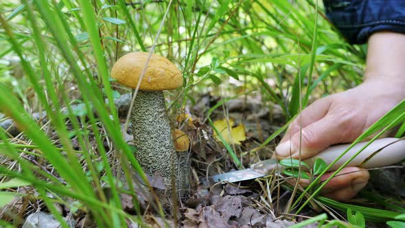 A Mushroom Picker Cuts an Edible Mushroom in the Forest
