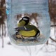 Great tit in the feeder - VideoHive Item for Sale