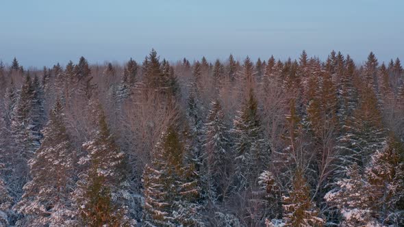 Spruce Forest