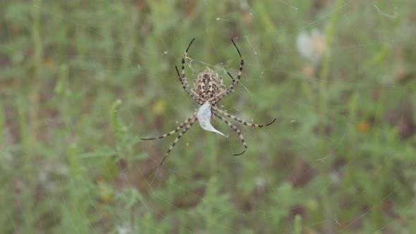 Spider Sits on a Web. Crimean Spider Argiope Lobate. Spider Stores Food.