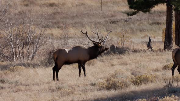 A herd of wild elks in the Rocky Mountain National Park