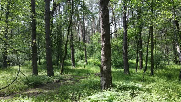 Trees in the Forest By Summer Day