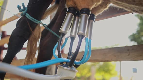 Close-up of Working Milking Machine Suction Tubes Attached to Cows Udder Outdoors in Morning Sunligh