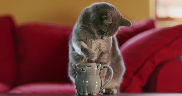 Grey House Cat Drinks From the Cat-shaped Mug By Dunking Its Paw Into the Water.