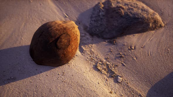 Brown Coconut on the Beach Sand