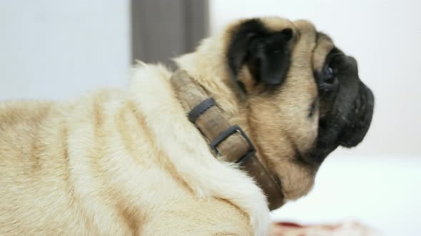 Close-up Portrait of Surprised Emotional Pug Dog, Twists His Head