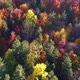 Aerial of autumn day with beautiful vibrant colorful leaves in the trees. Background and textures. - VideoHive Item for Sale