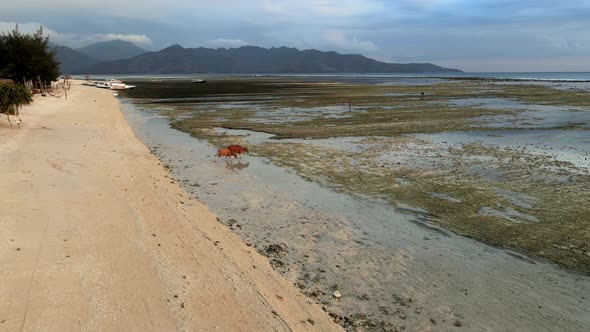 Aerial view of grazing cows on tropical beach during ebb tide on Gili Air Island,Indonesia.