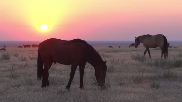 Wild Horse Stallion smiling at sunset