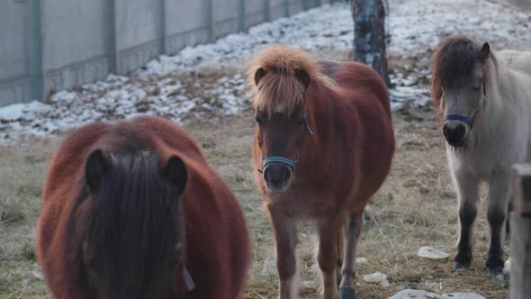 Closeup of Three Ponies on Ranch in Winter Time