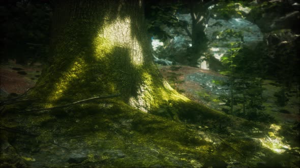 Tree with Moss on Roots in a Green Forest