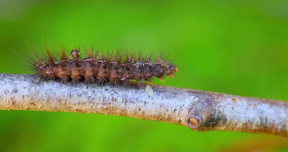 Caterpillar Phragmatobia Fuliginosa Also Ruby Tiger