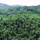 Mountain And Tree In Lam Dong Viet Nam  - VideoHive Item for Sale